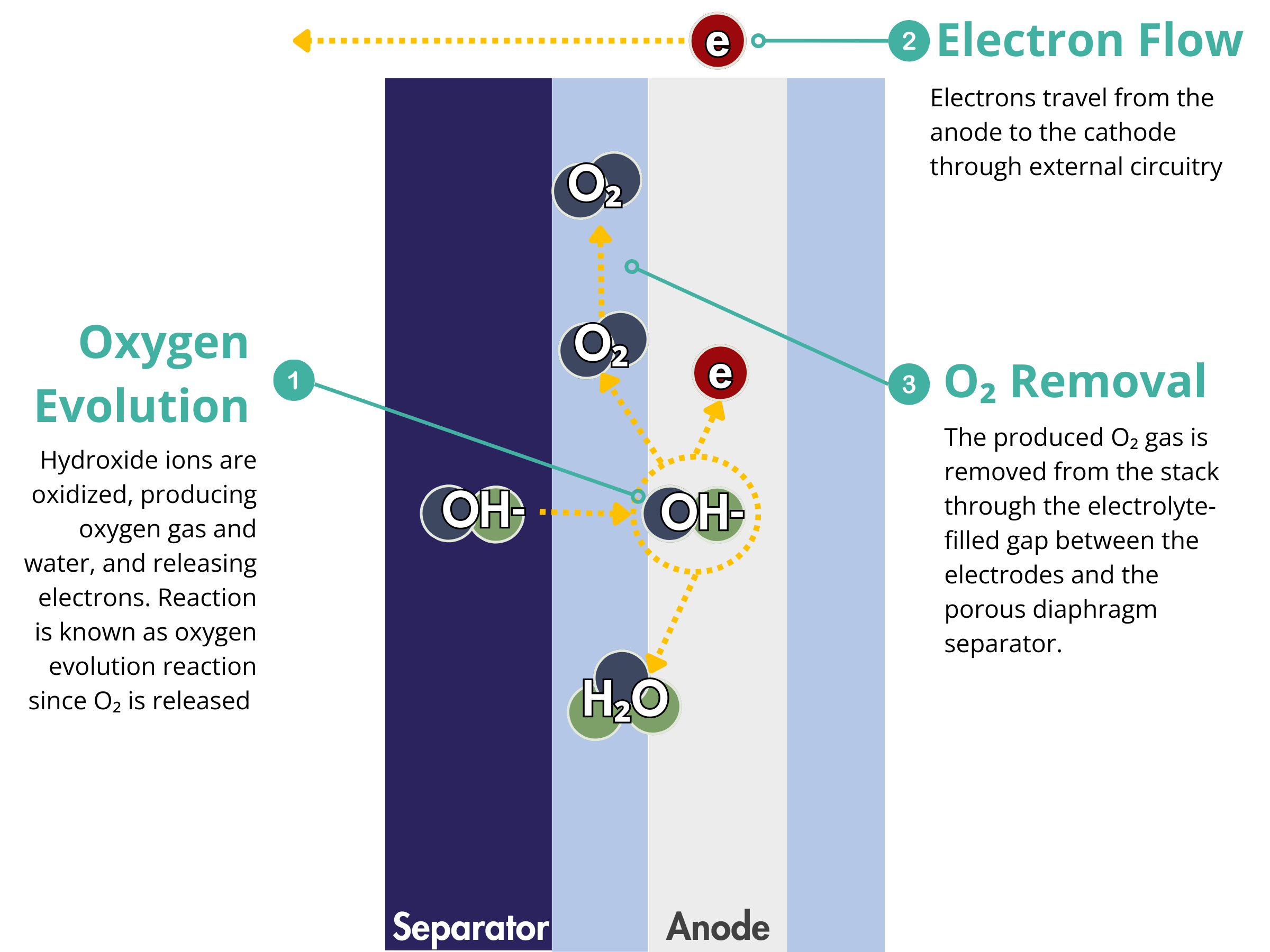 Anode Reactions in Alkaline Water Electrolyzers