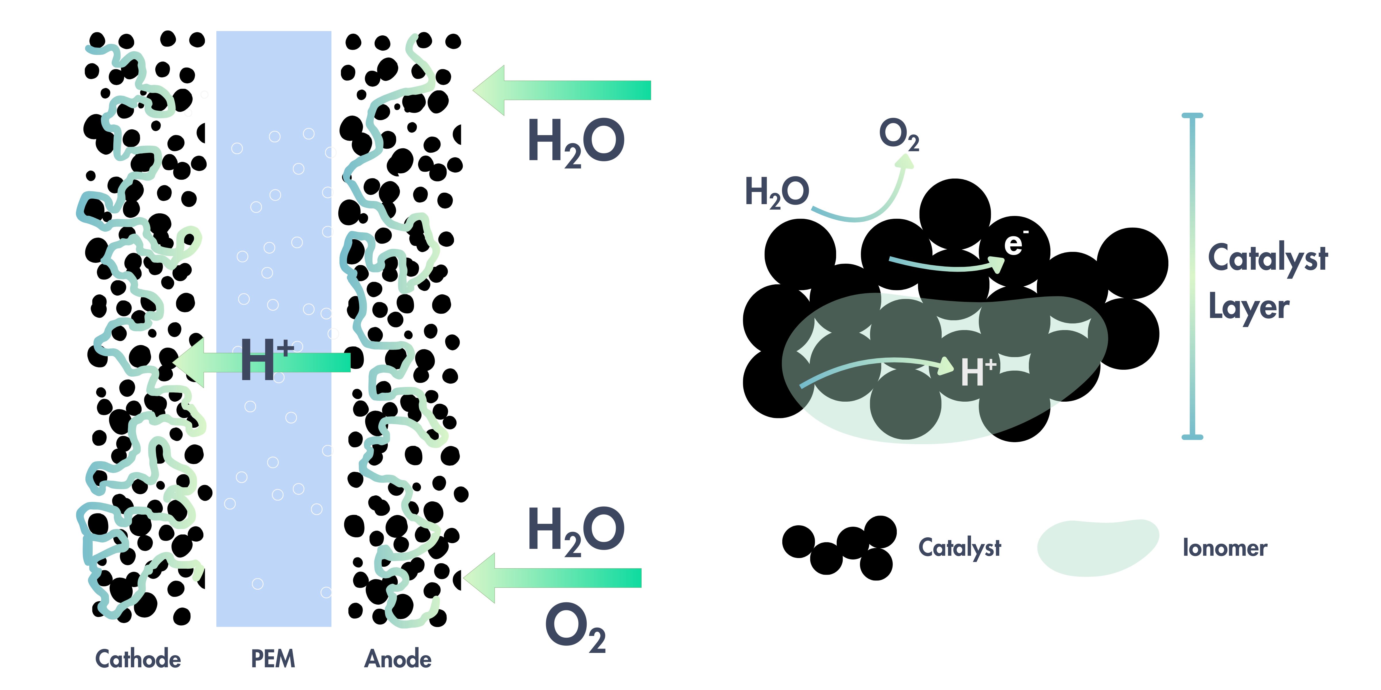 Illustration showing anode and cathode catalyst layers in a PEM water electrolyzer