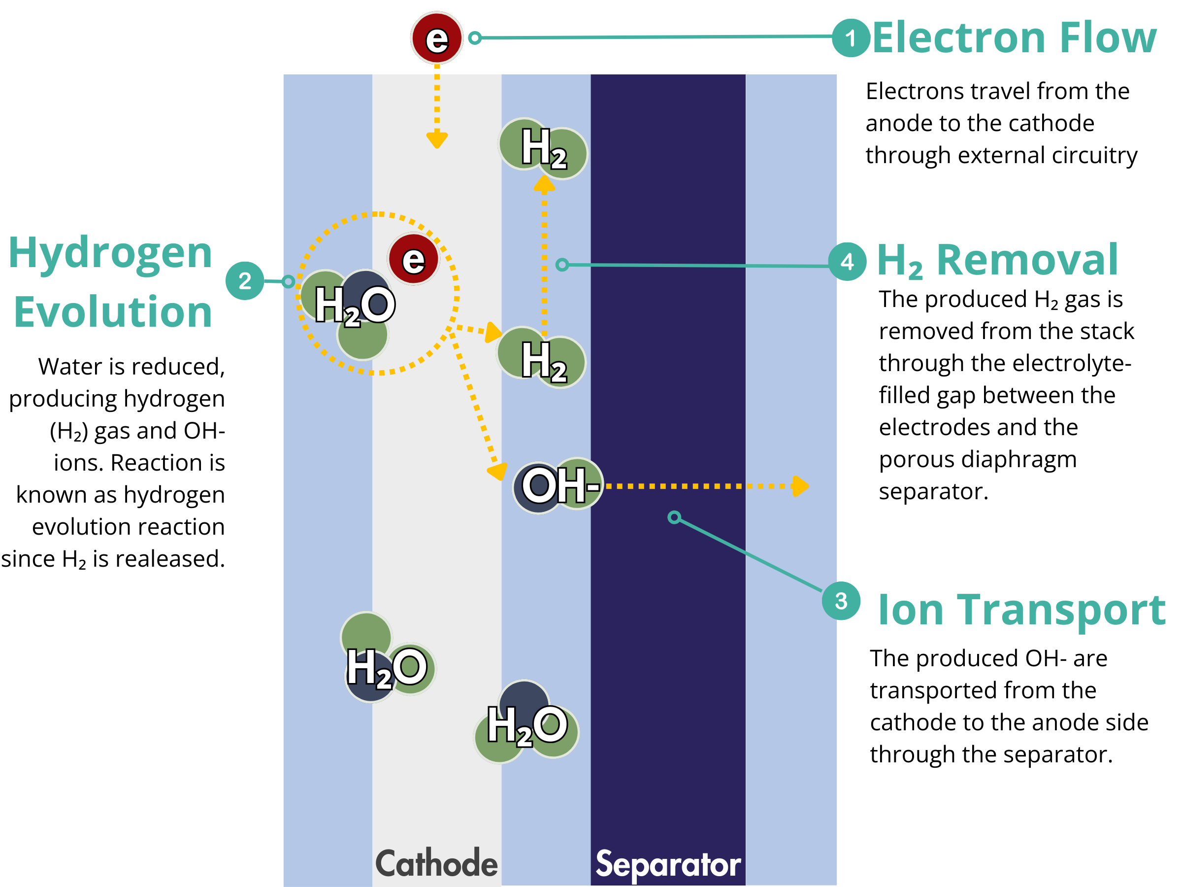 Cathode Reactions in Alkaline Water Electrolyzers